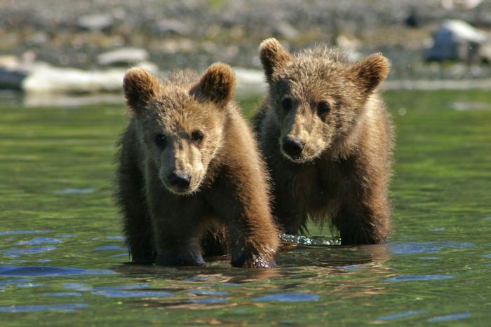 Kodiak Brown Bear Center  Kodiak Island Private Tours & Lodge Stays
