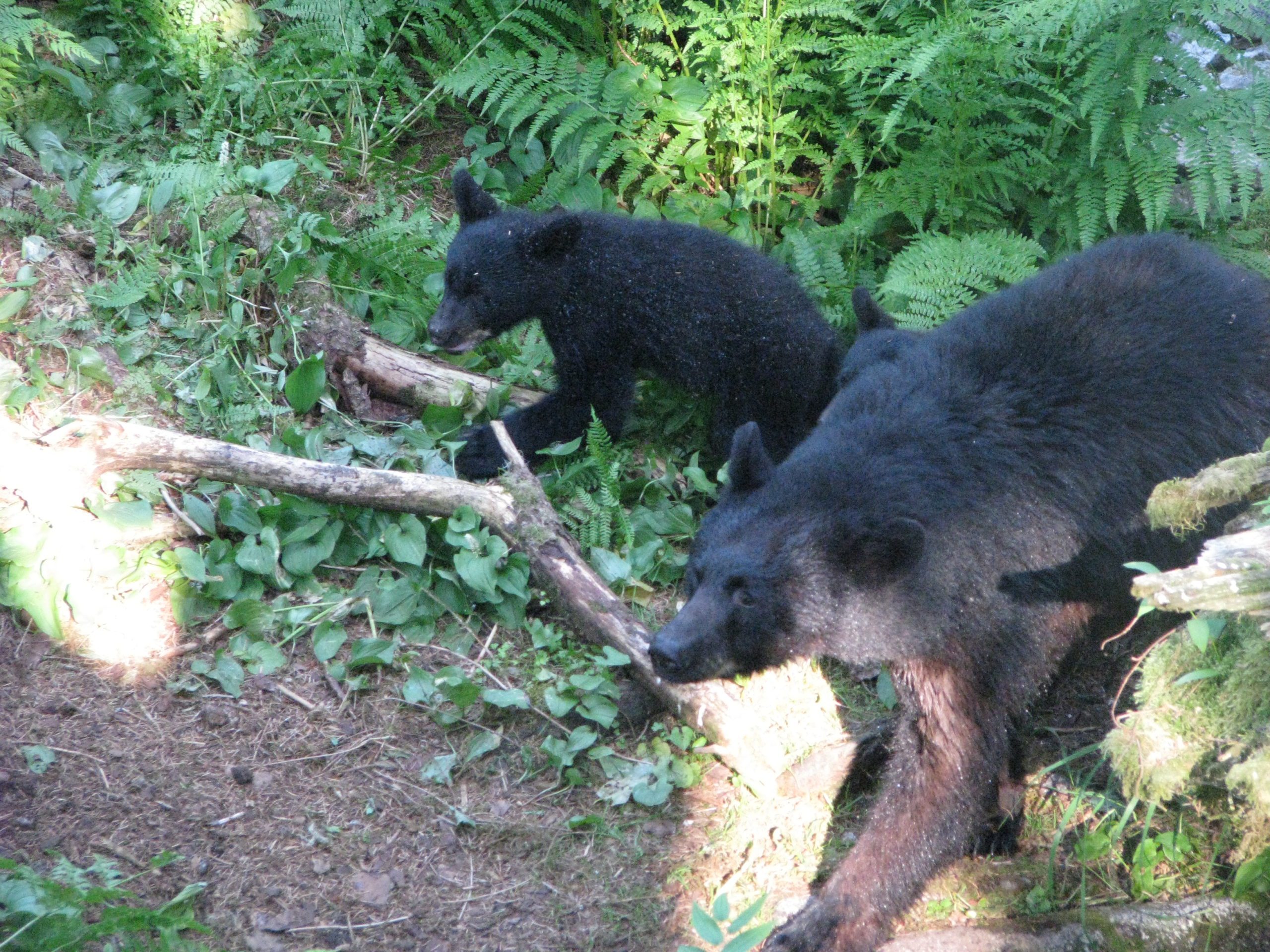 bear viewing tours ketchikan