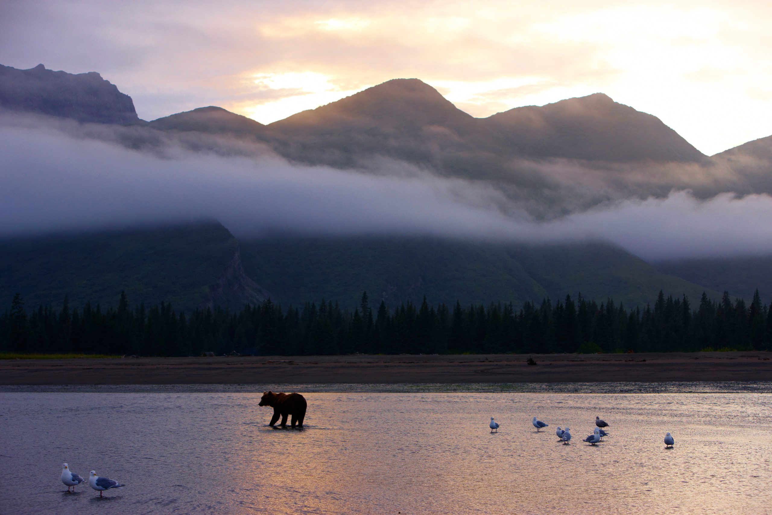 Alaska Wildlife Viewing in Haines Private Wildlife Tour Bear Viewing
