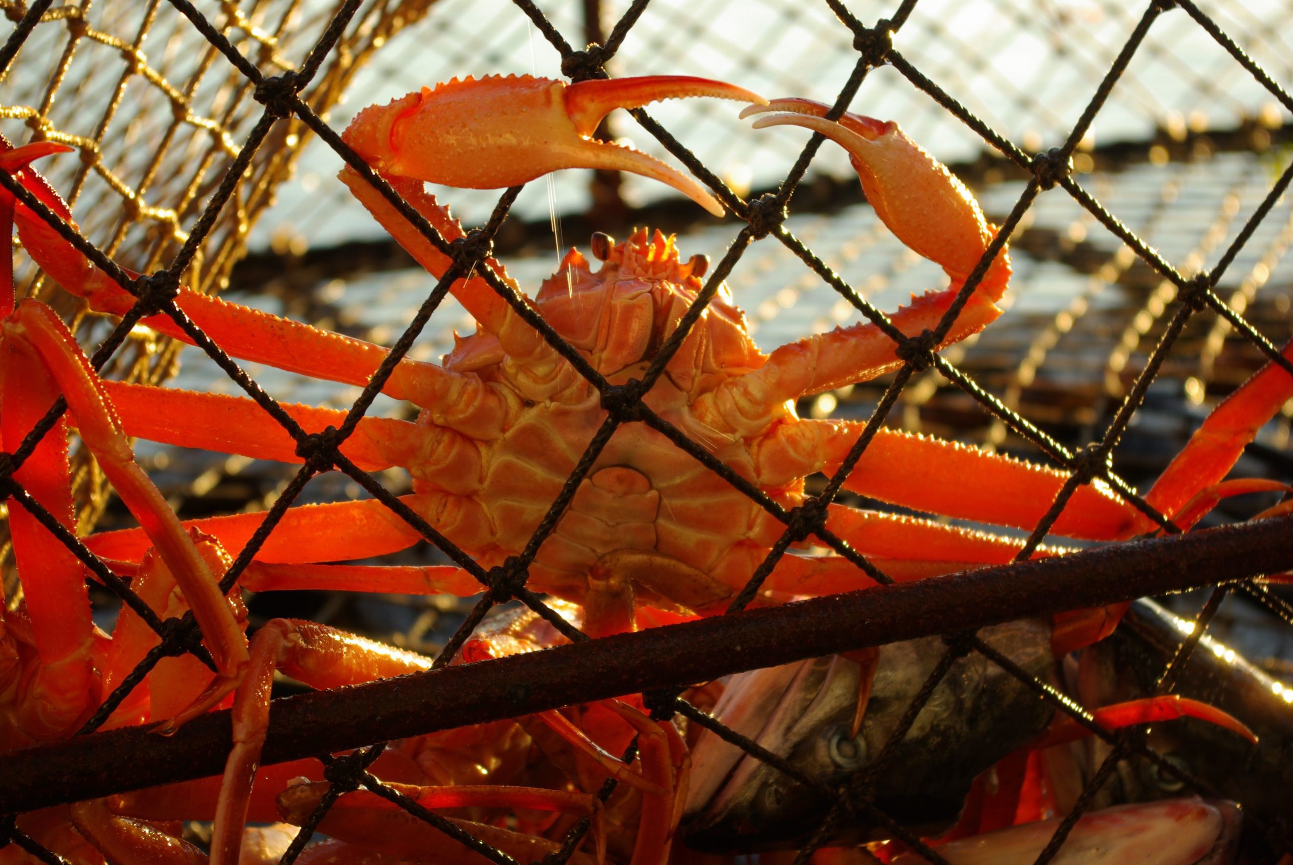 Ketchikan Crabbing, Fishing Day Tour Catch & Cuisine Cruise Excursion