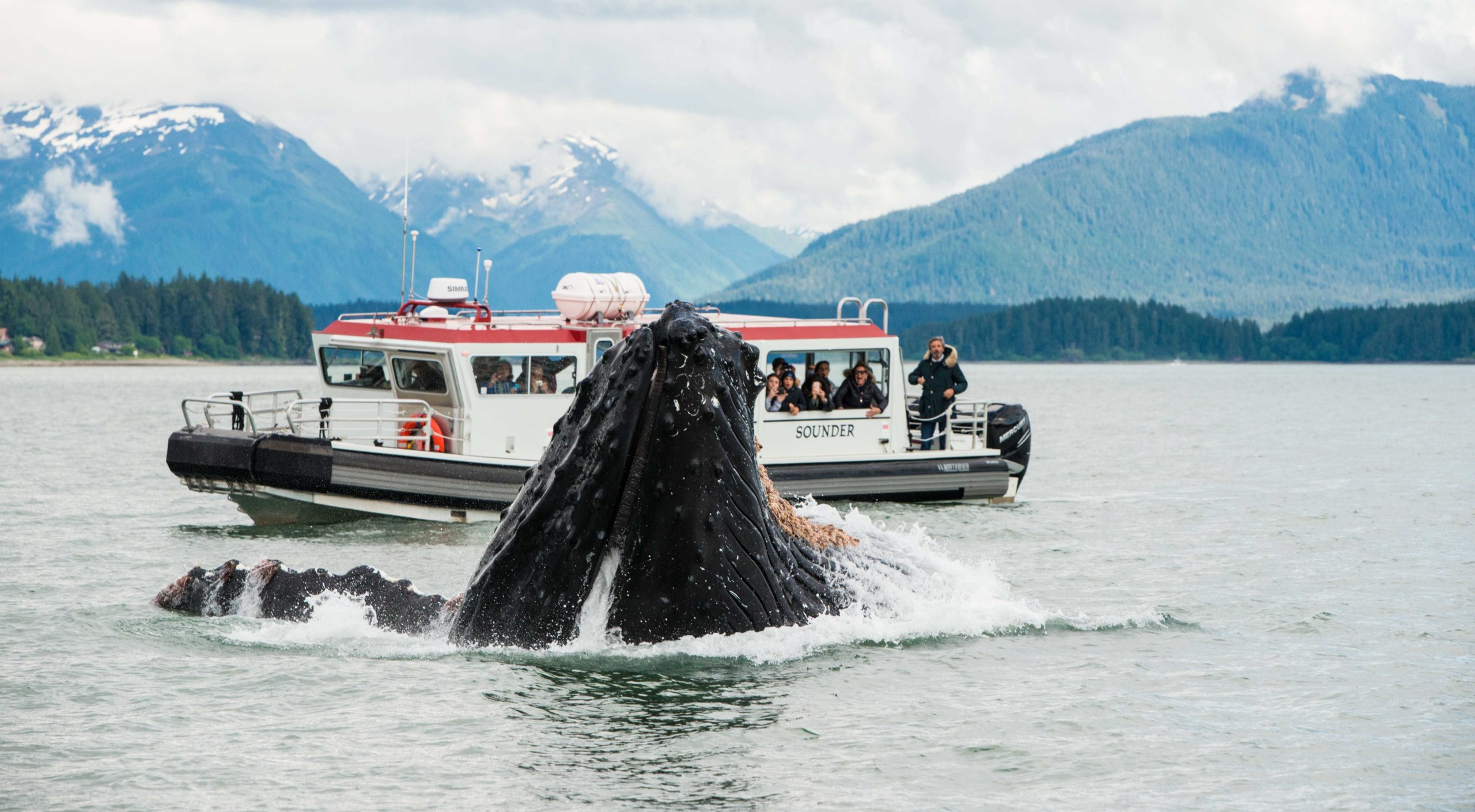 cruise with whale watching