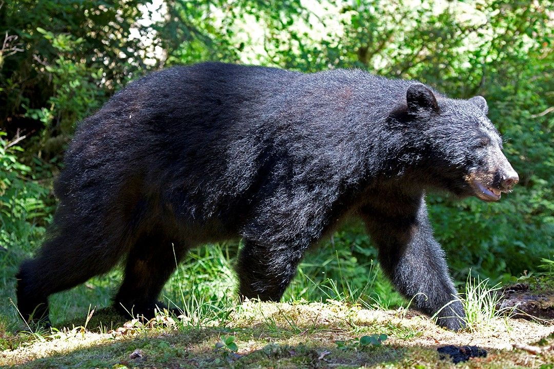 Bear Viewing Ketchikan Day Tours Prince of Wales Dog Salmon Creek