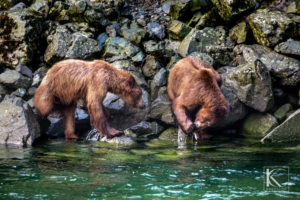 Private Guided Day Tour Chilkoot Lake State Park Haines Day Tours