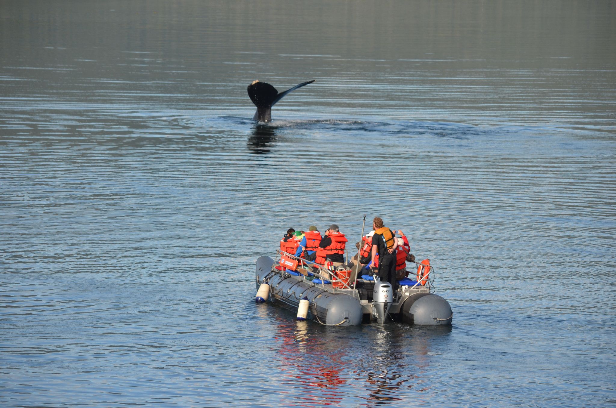 Southeast Alaska's Prince of Wales Island offers access to prime deep water  species - Alaska's Boardwalk Lodge