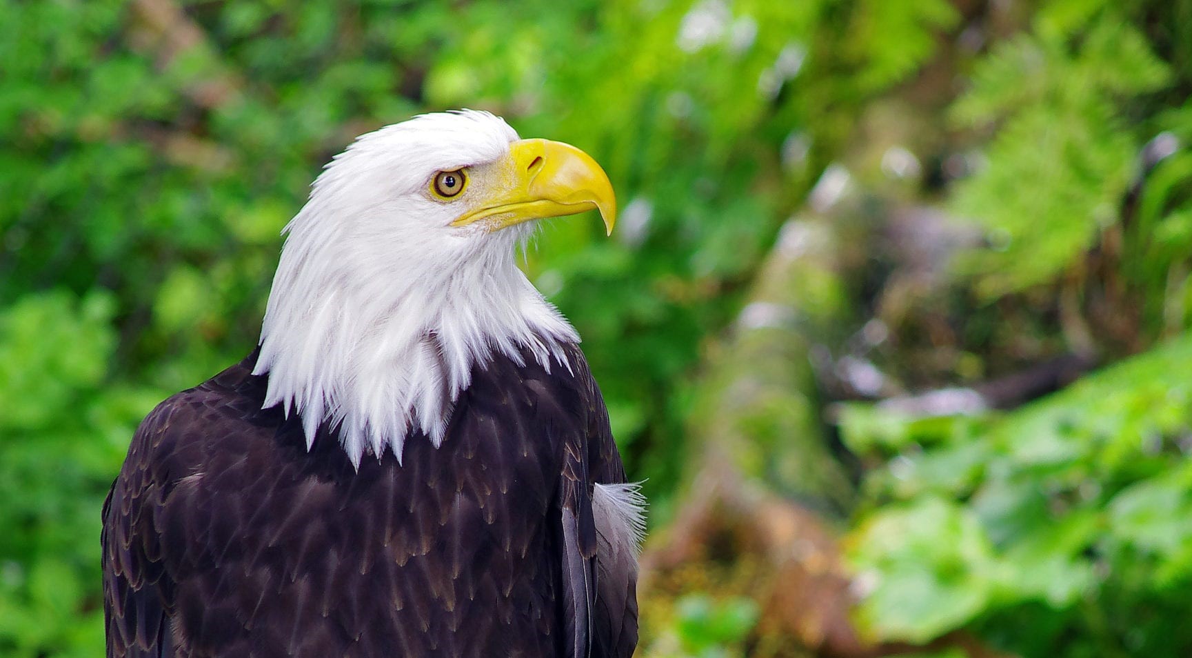 Chilkat Bald Eagle Preserve Tours | Alaska Guided Private Day Trips: Haines