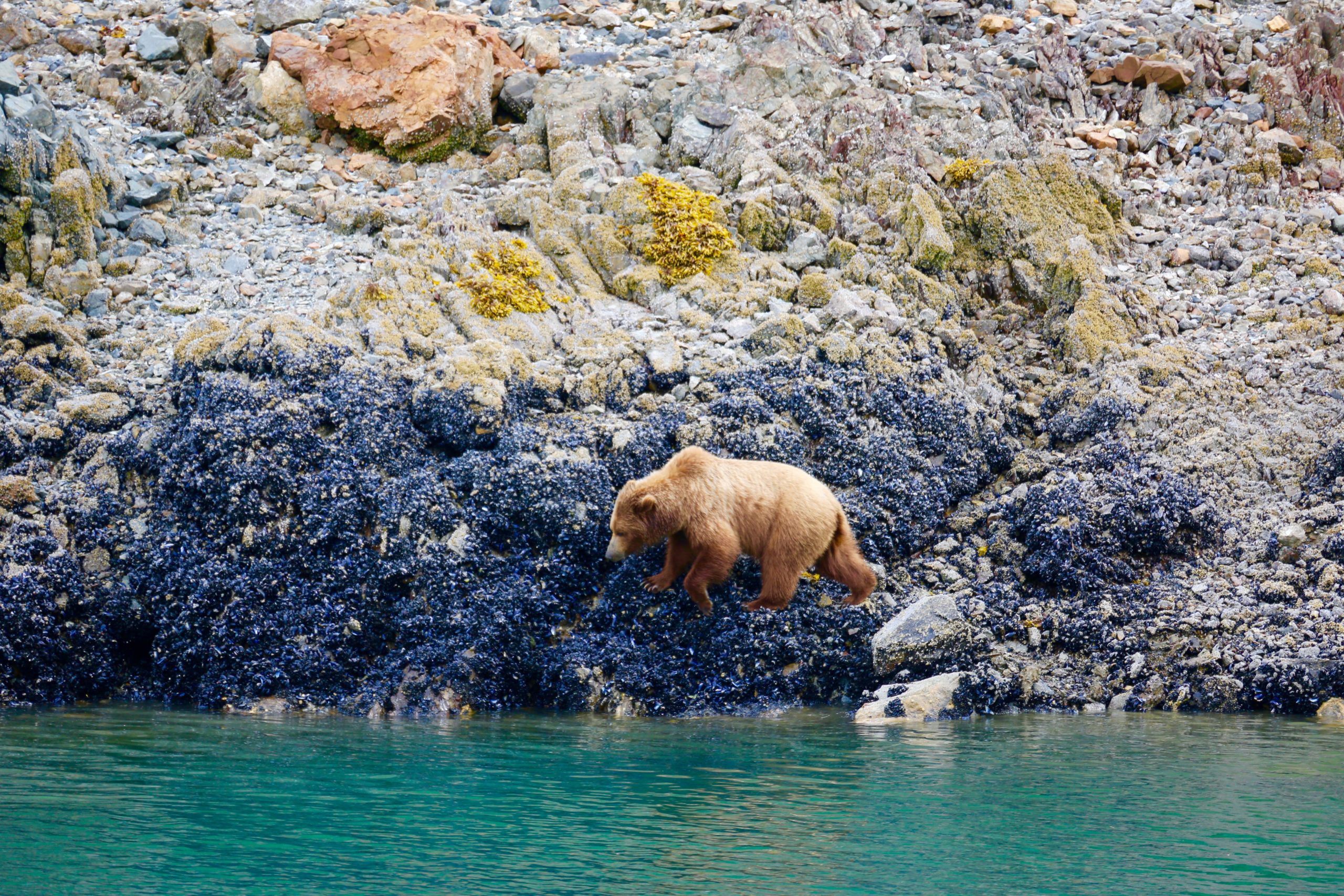 juneau alaska bear tours