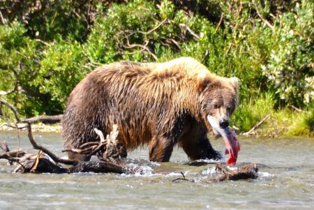 a brown bear in a stream with a salmon in its mouth