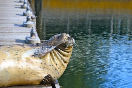 a seal covers its face while resting on a wooden dock