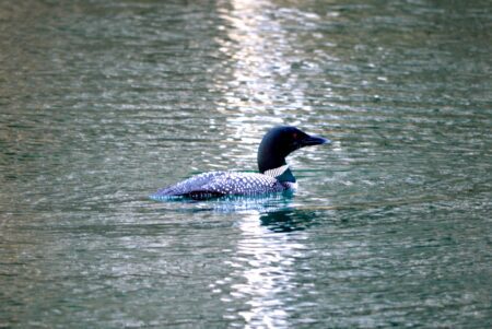 a common loon on a lake