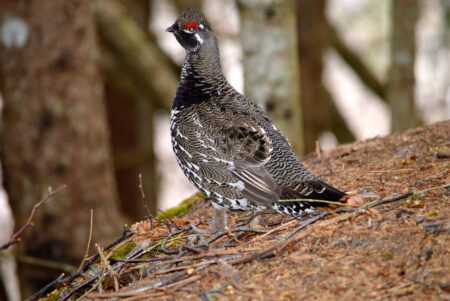 a spruce grouse in a boreal forest