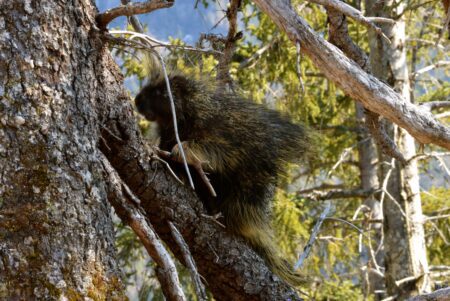 a porcupine in a tree