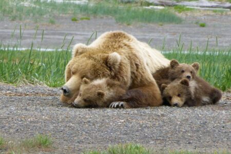 a brown bear sow with three cubs