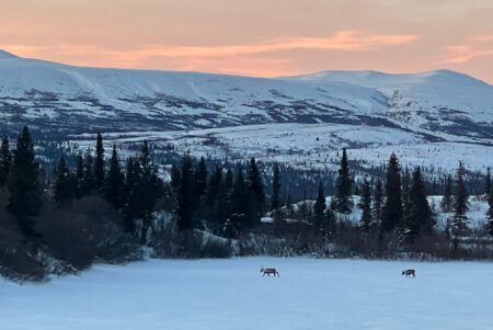 caribou on a winter landscape in Alaska