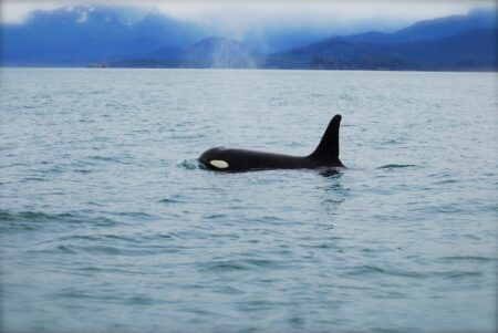 a (male?) orca surfaced on coastal Alaska waters
