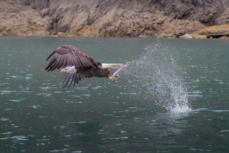 a bald eagle flying over water with a fish in its talons