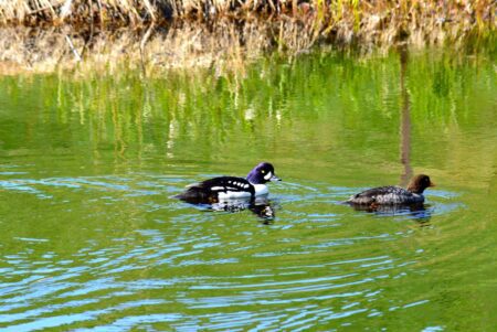a male and female Barrow's Golden Eye duck in a wetland environment