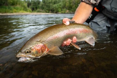 A backcountry fishing odyssey – Wanders With Trout
